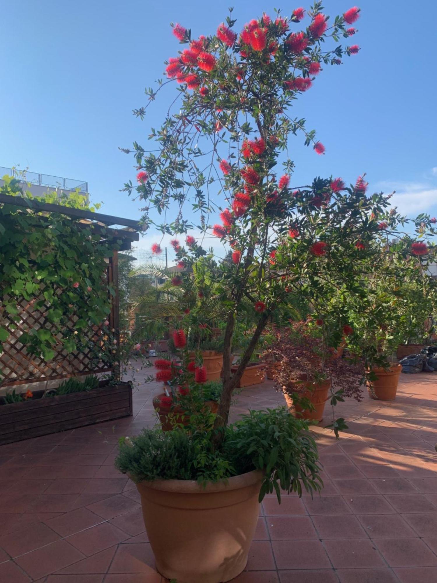 Apartament La Terrazza Da Ernestina Lukka Zewnętrze zdjęcie